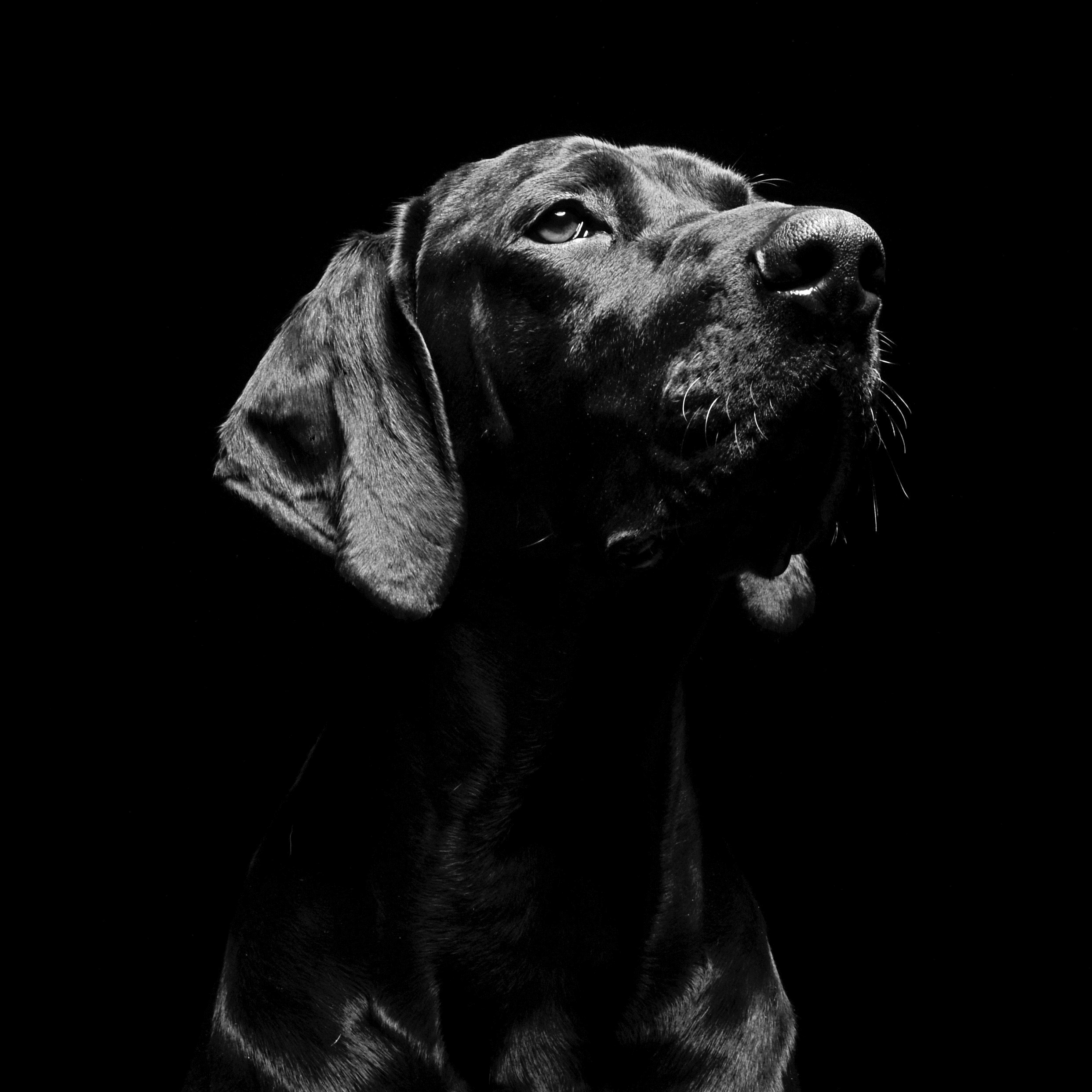 https://goodbodywealthmatters.space20.co.uk/wp-content/uploads/Labrador-mob-991px.jpg